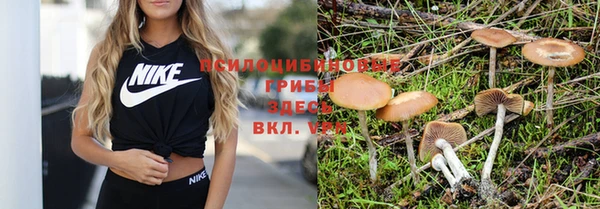 сатива Абинск